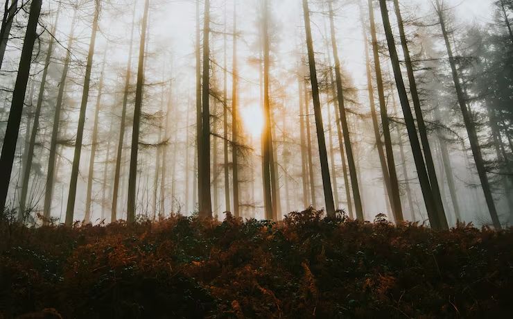 Sunlight through misty woods