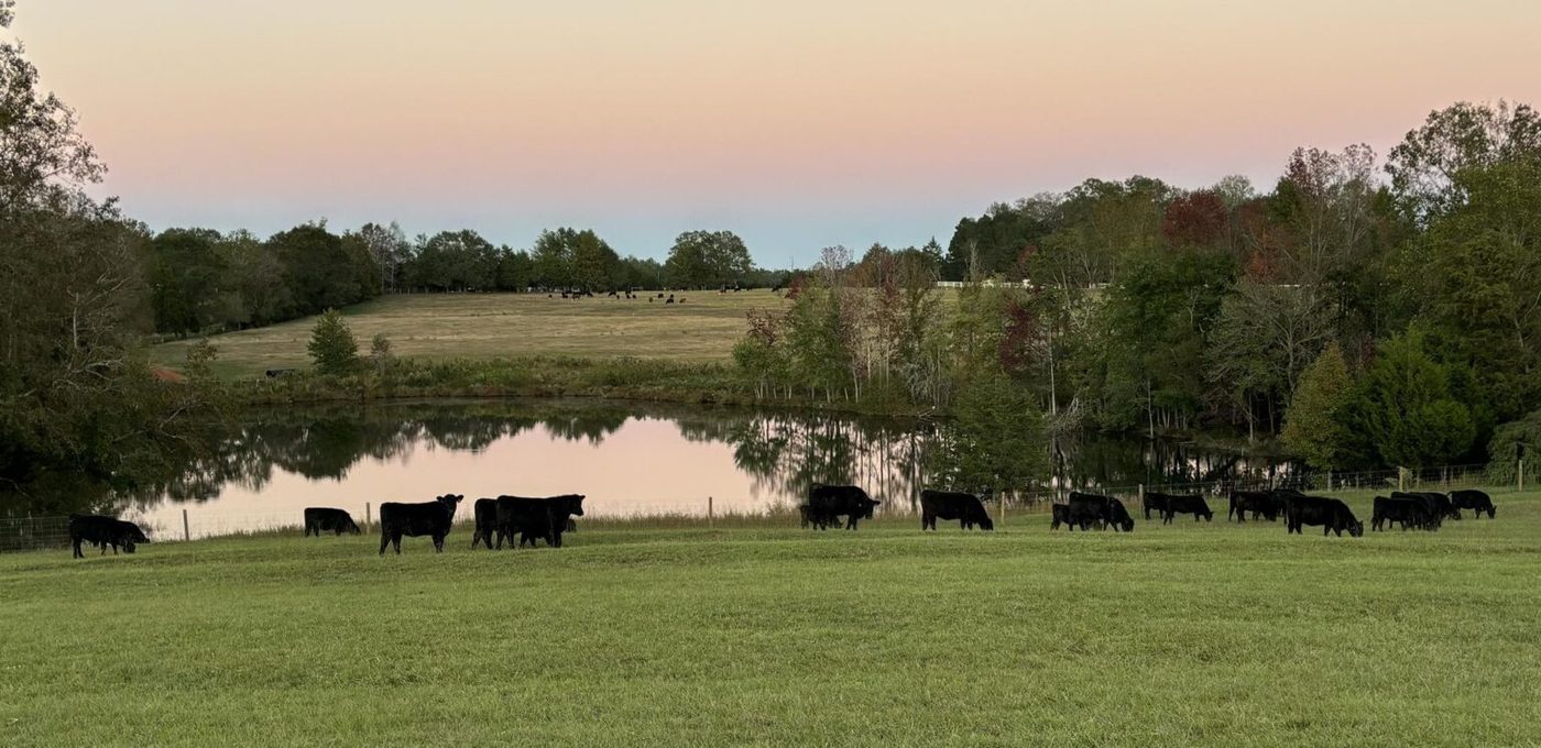 Cattle pasture and pond at dusk in Upstate South Carolina