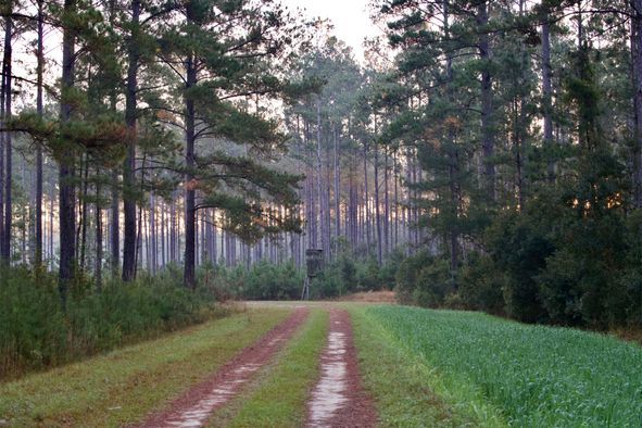 Timber road through recreational hunting land in the SC Upstate